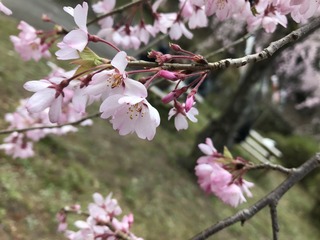 A7E18E21-CA1D-4530-9C4D-077D637BB914.jpeg